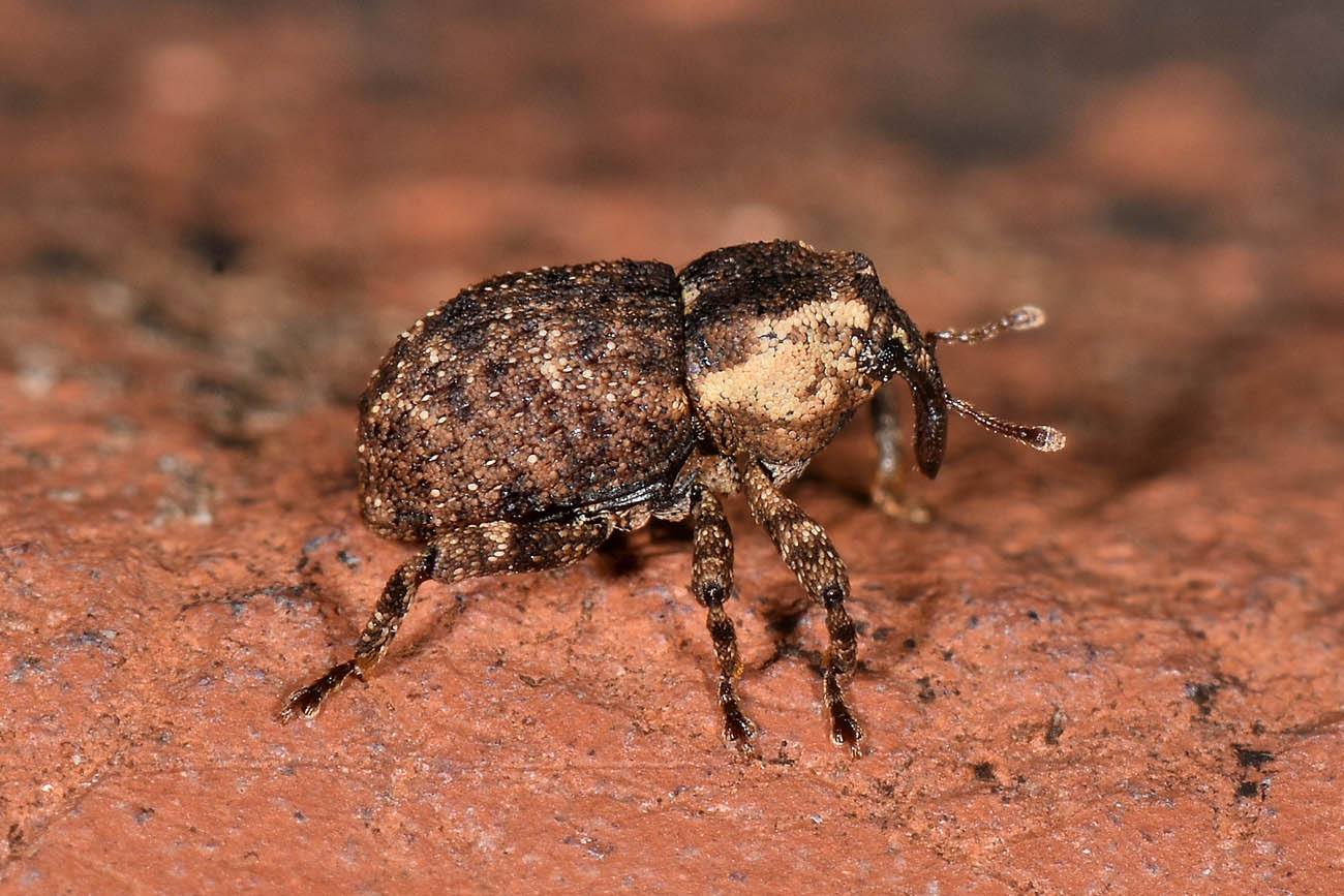 Curculionidae: Kyklioacalles  solarii?  S !